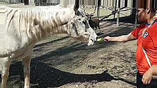 mujer coje con un burro